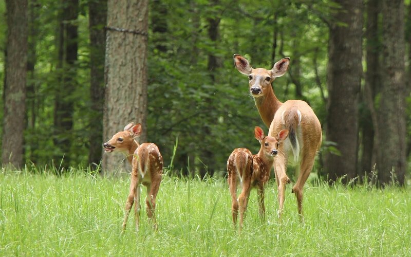 Deer with Two Fawns