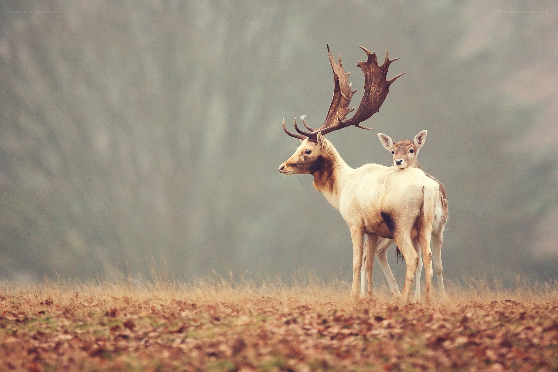 Deer with young in field
