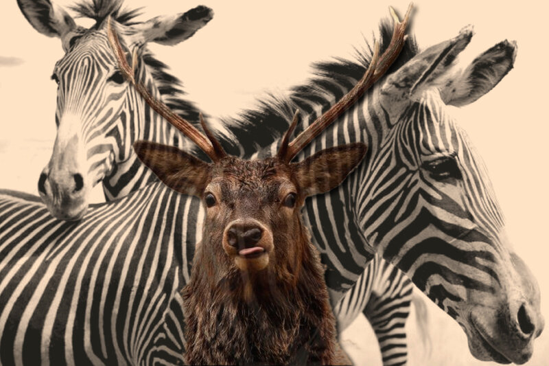Deer with Zebra Background