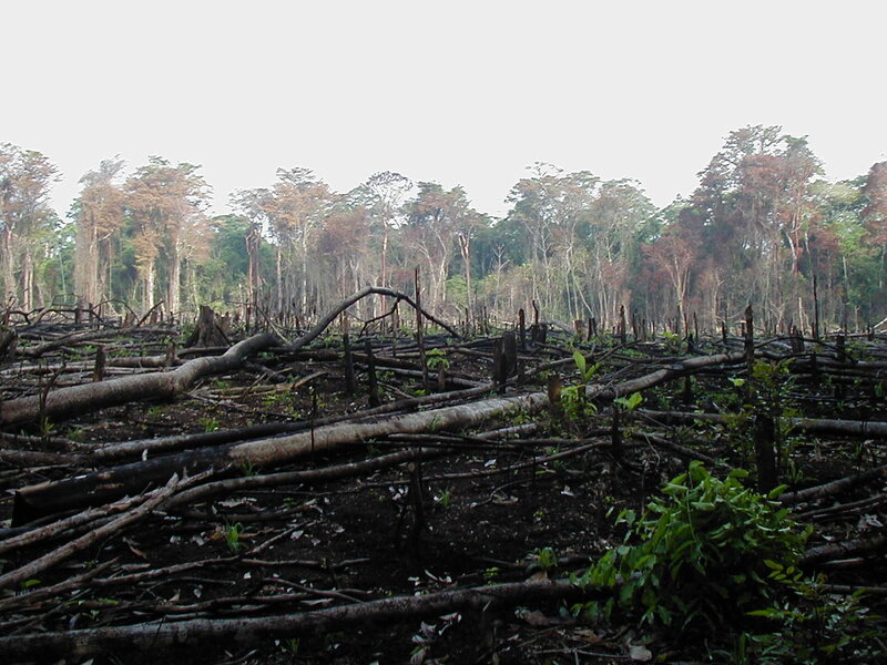 Deforested Forest Area