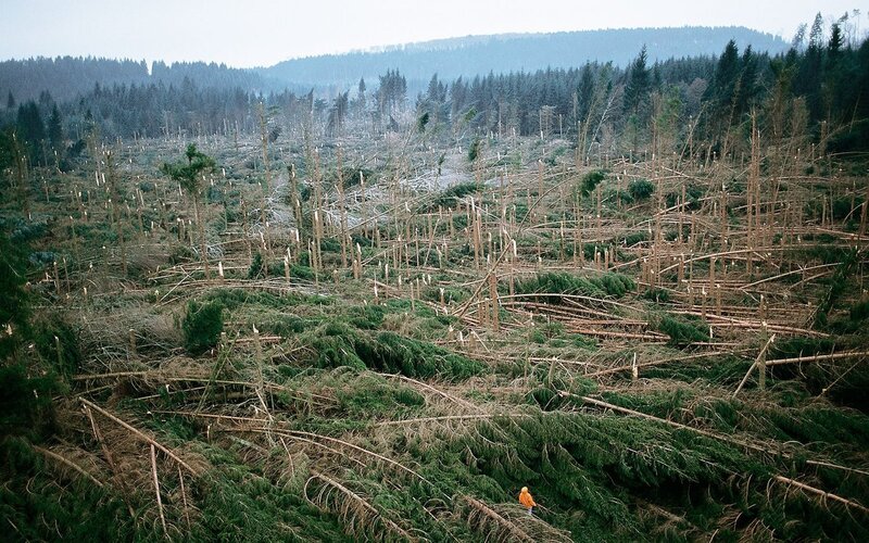 Deforested forest landscape