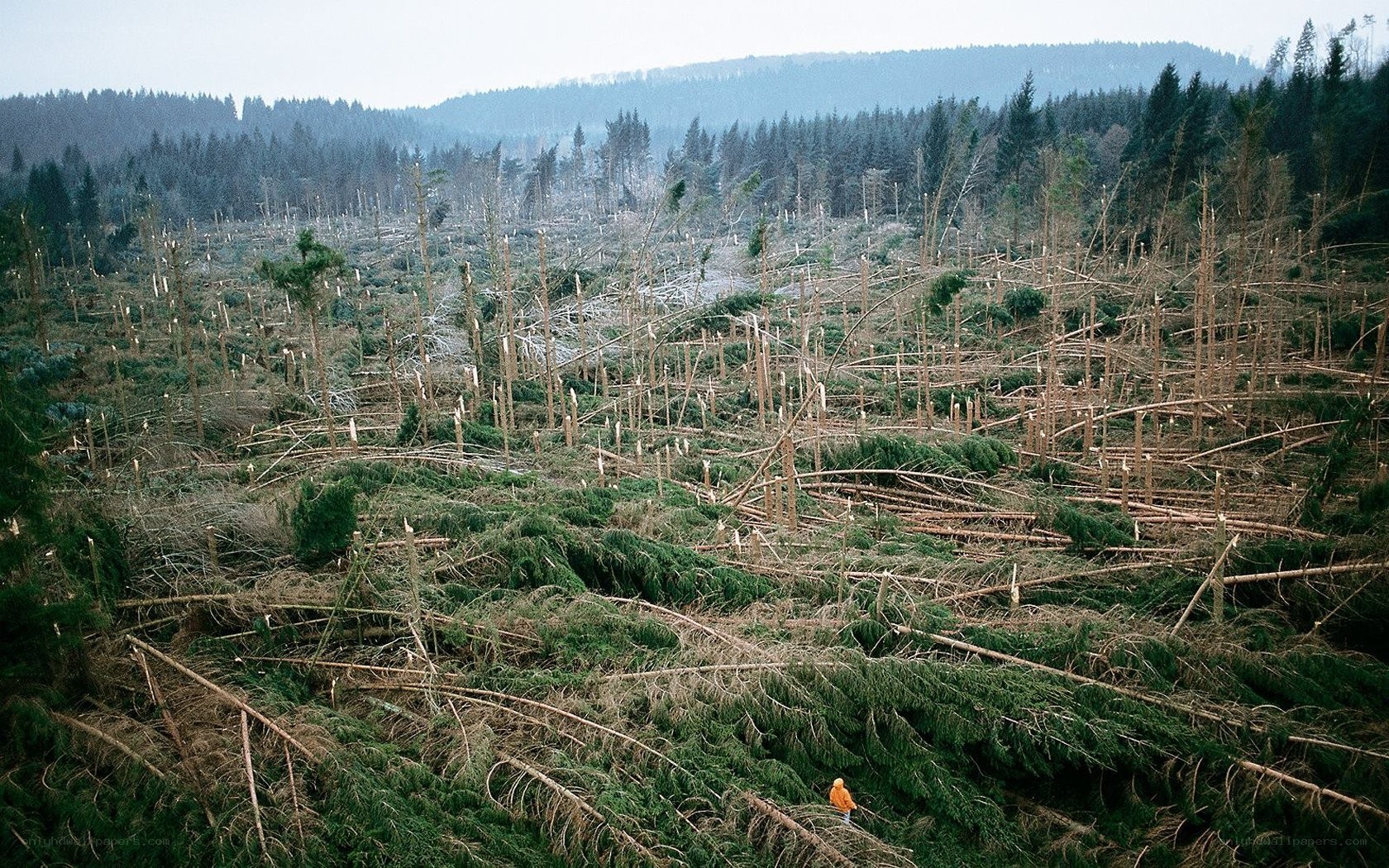 Deforested forest landscape