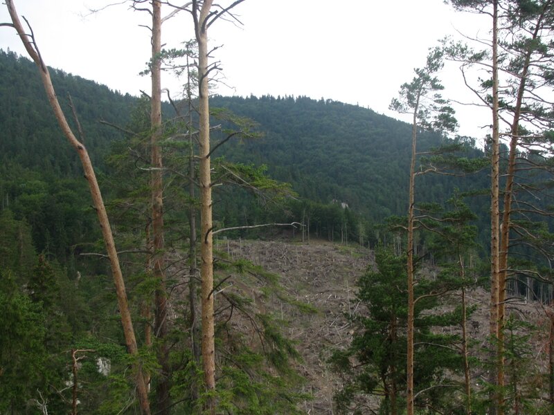 Deforested Hillside