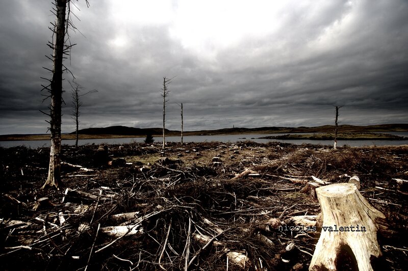 Deforested landscape by lake