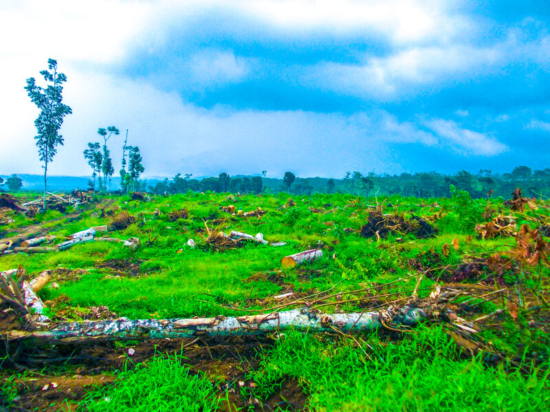 Deforested Landscape — Green