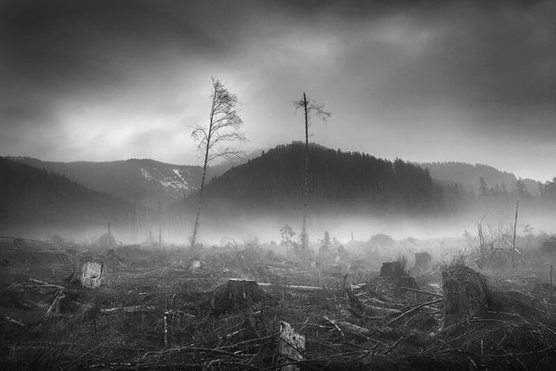 Deforested landscape with mist