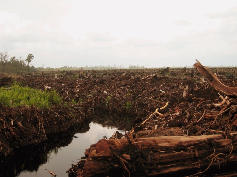 Deforested landscape with water