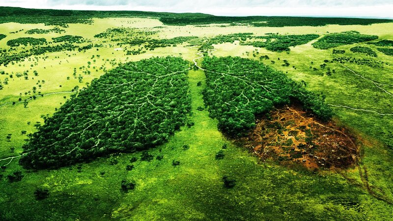Deforested Lungs — Green