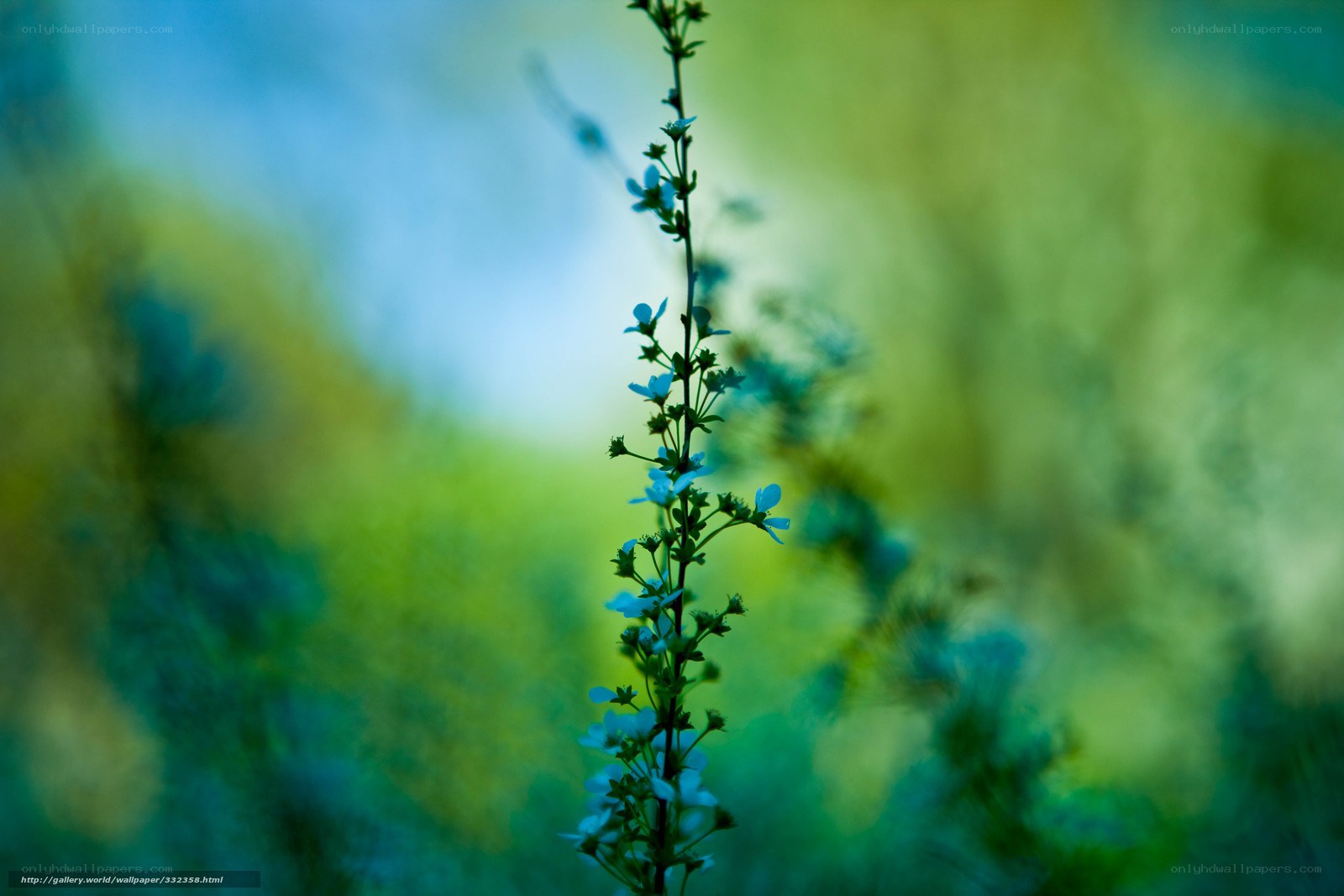 Delicate blue flower in nature