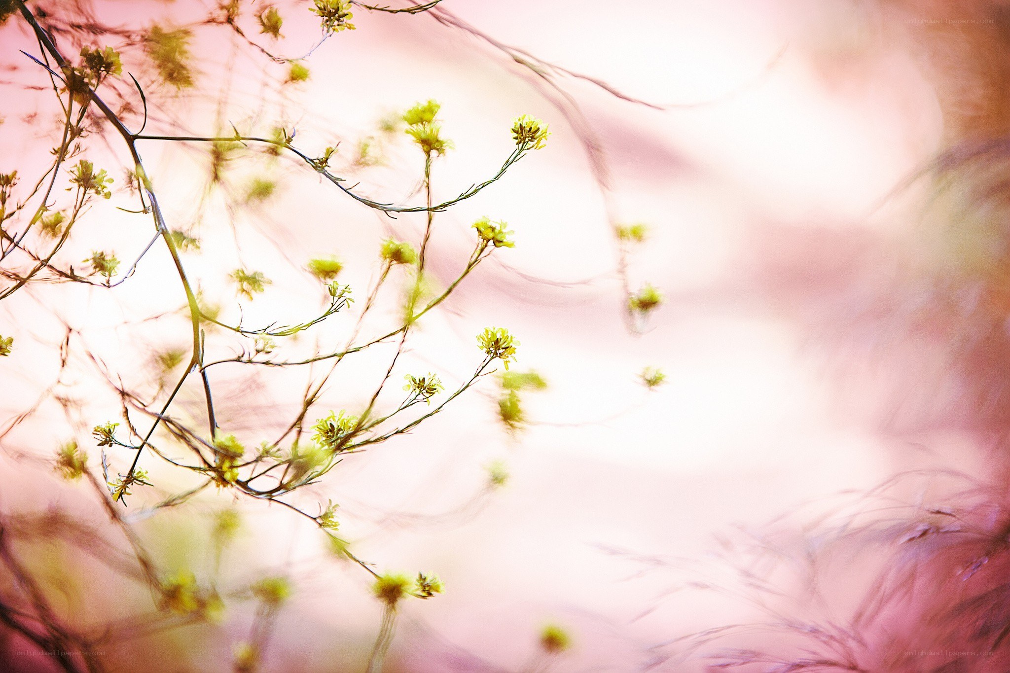 Delicate branches with yellow blossoms