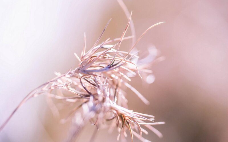 Delicate dried grass in soft light