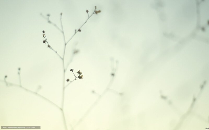 Delicate dried plant stems