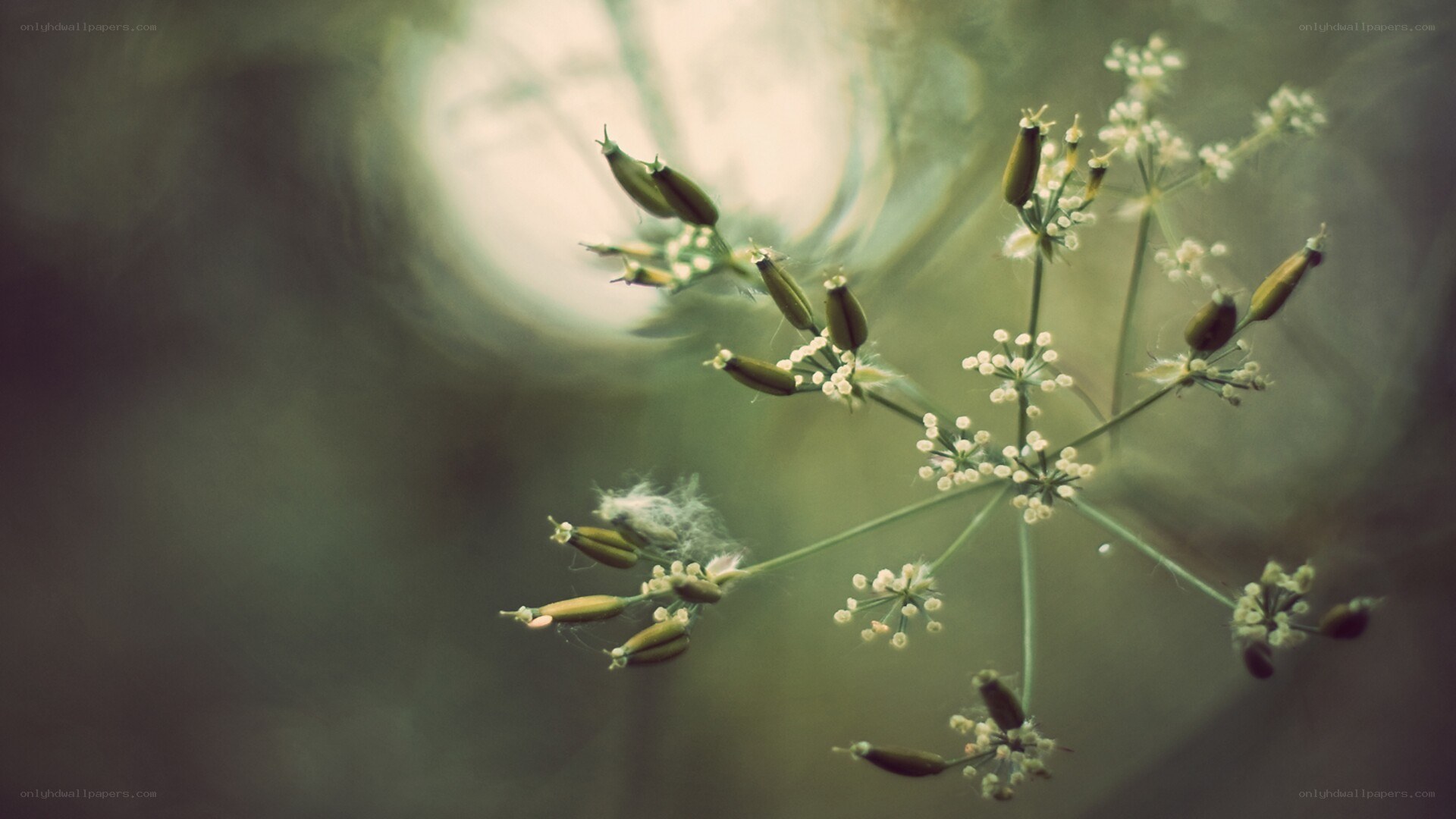 Delicate flower buds in soft light