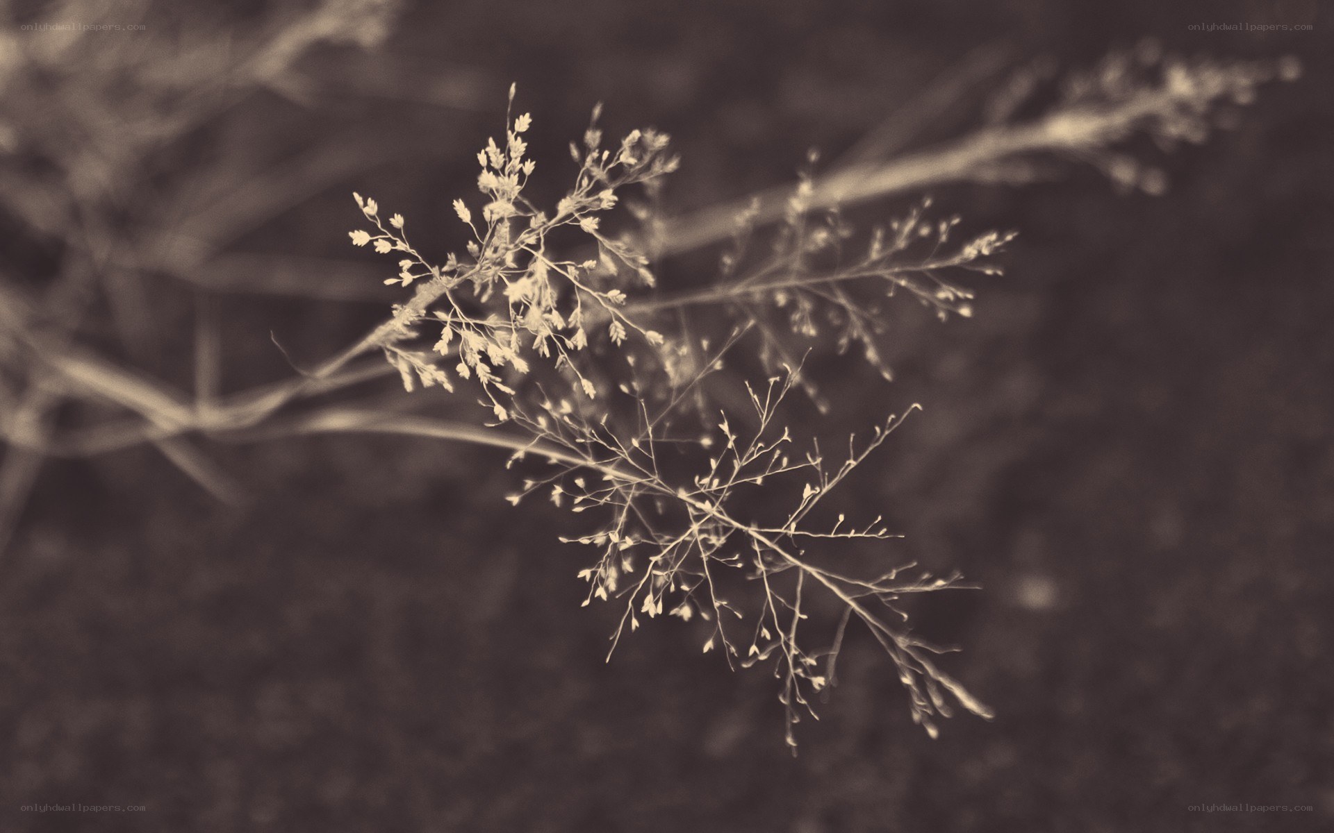 delicate grass in sepia