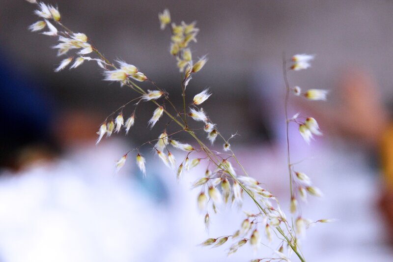 delicate grass seed heads