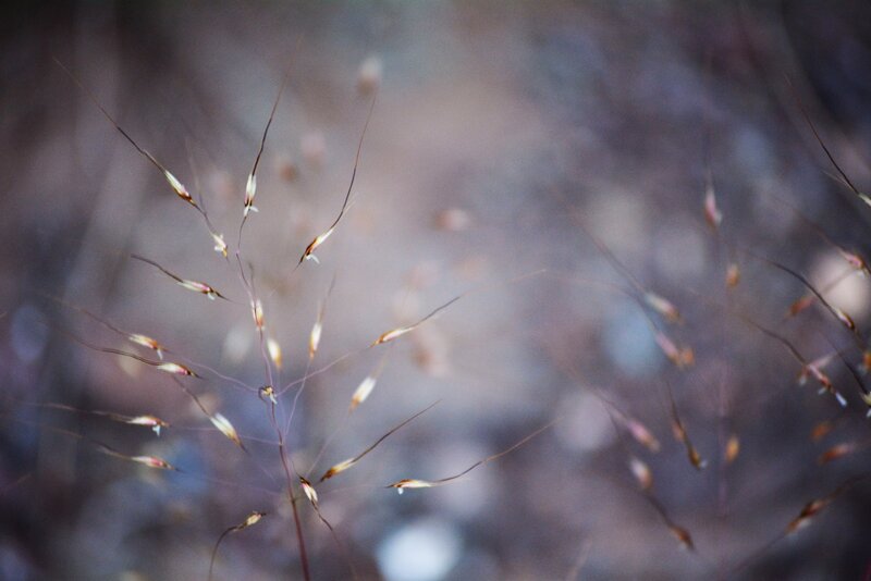 Delicate Grass Seeds