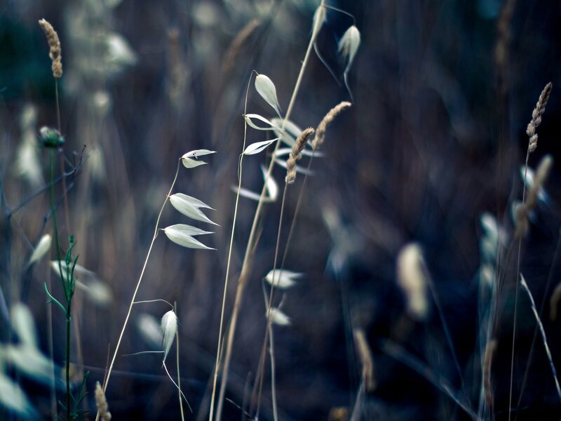 Delicate grasses in soft light