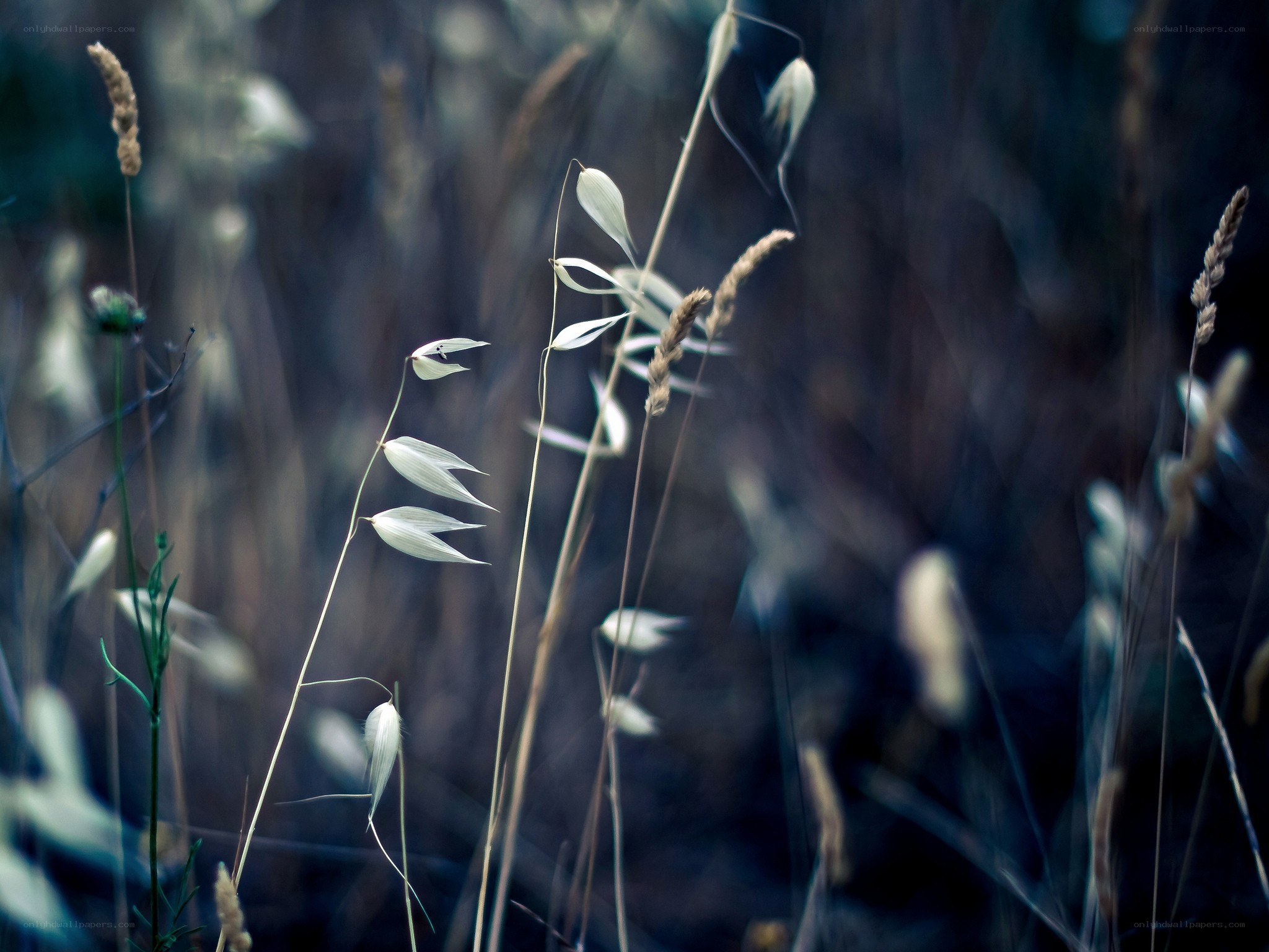 Delicate grasses in soft light