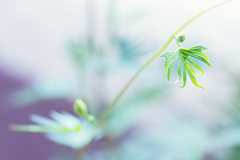 Delicate green leaf on a stem