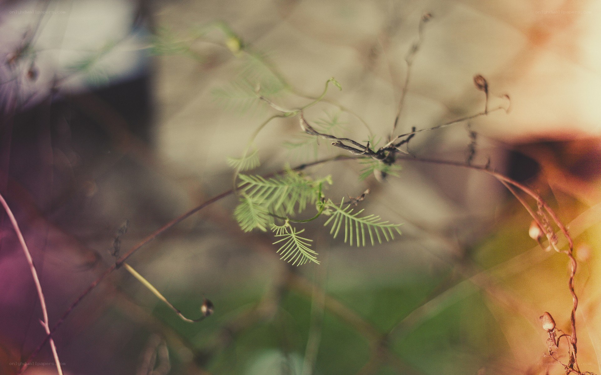 Delicate green plant in soft focus