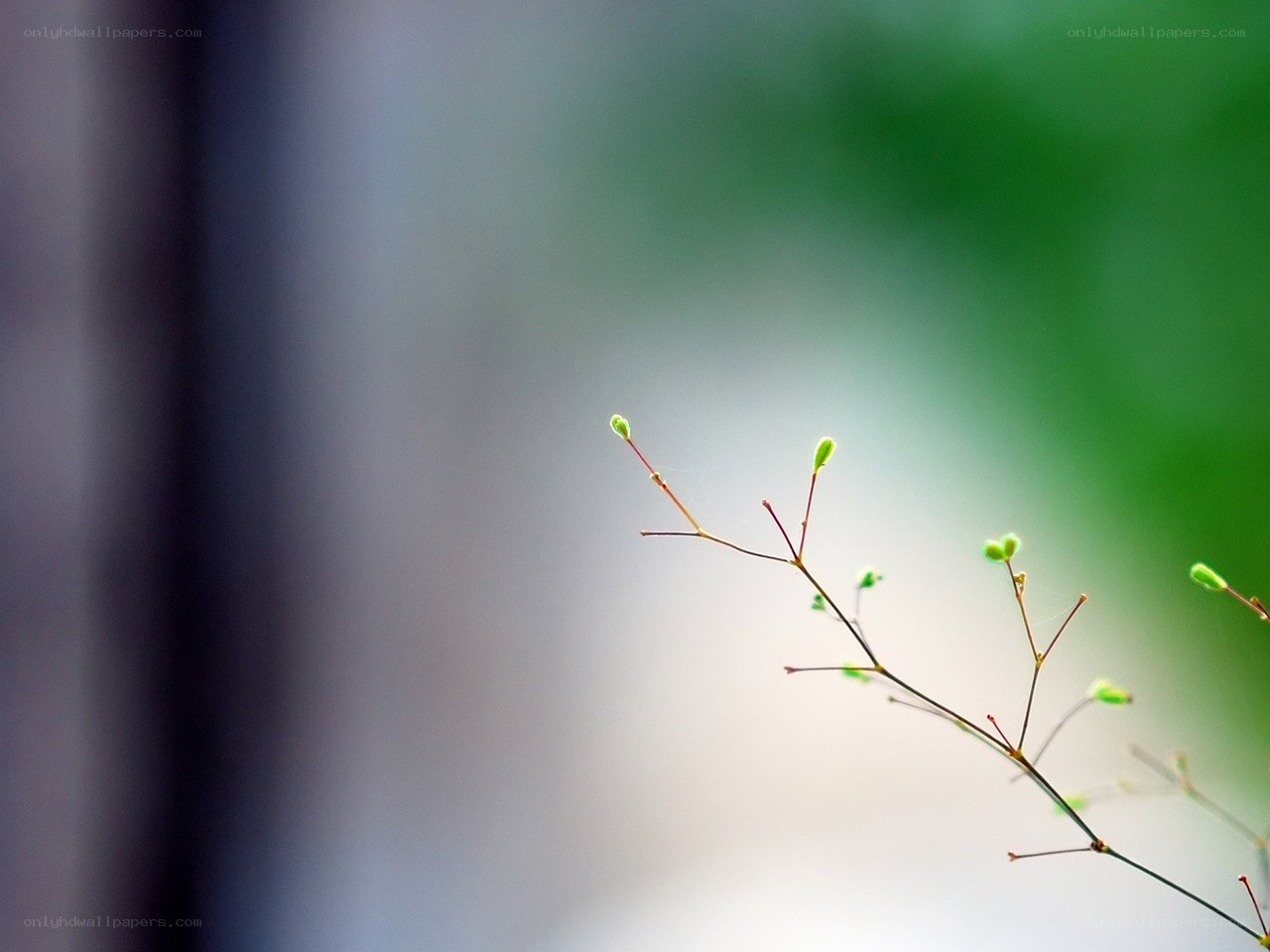 Delicate green sprout in soft light