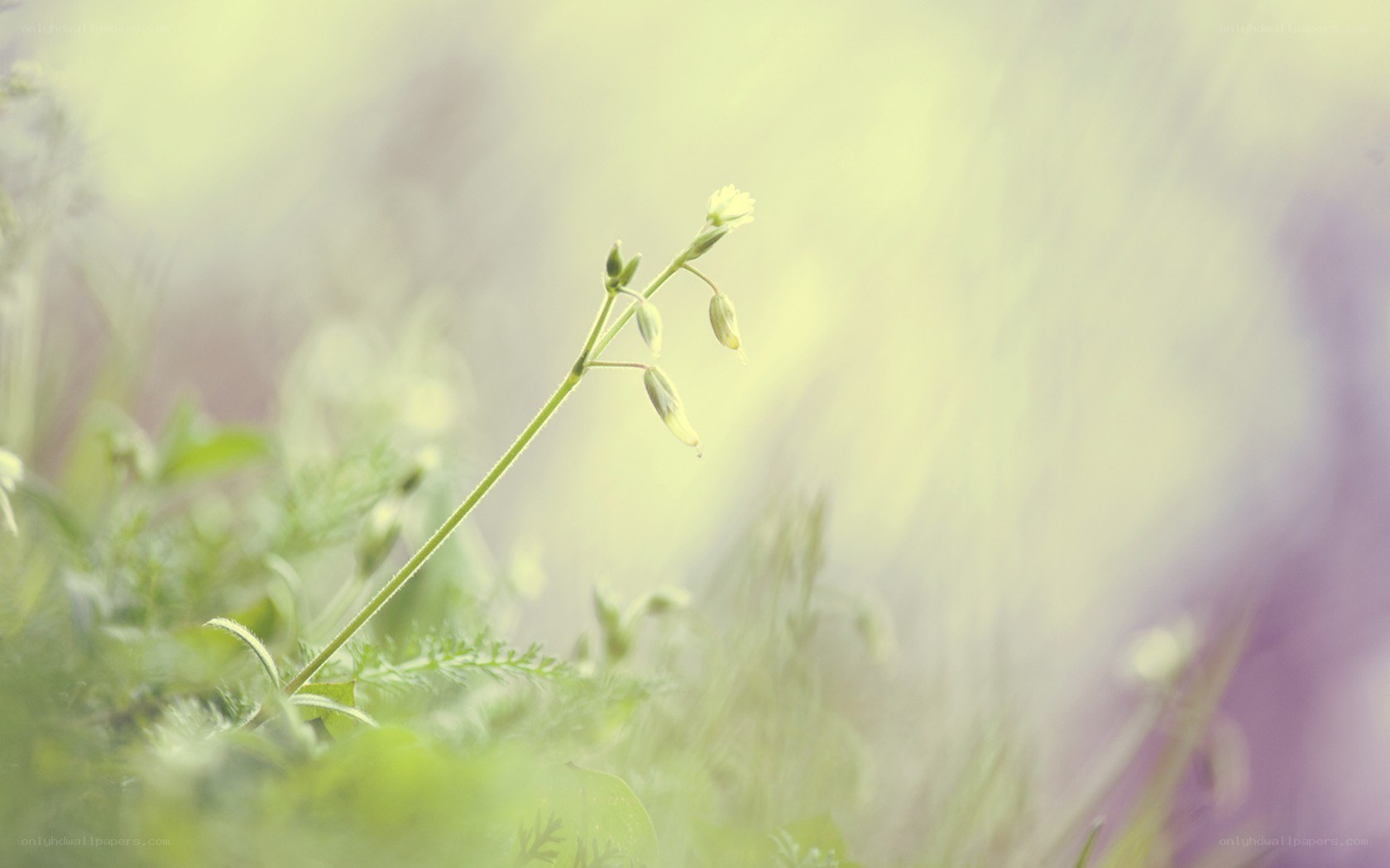 Delicate green sprout in soft light