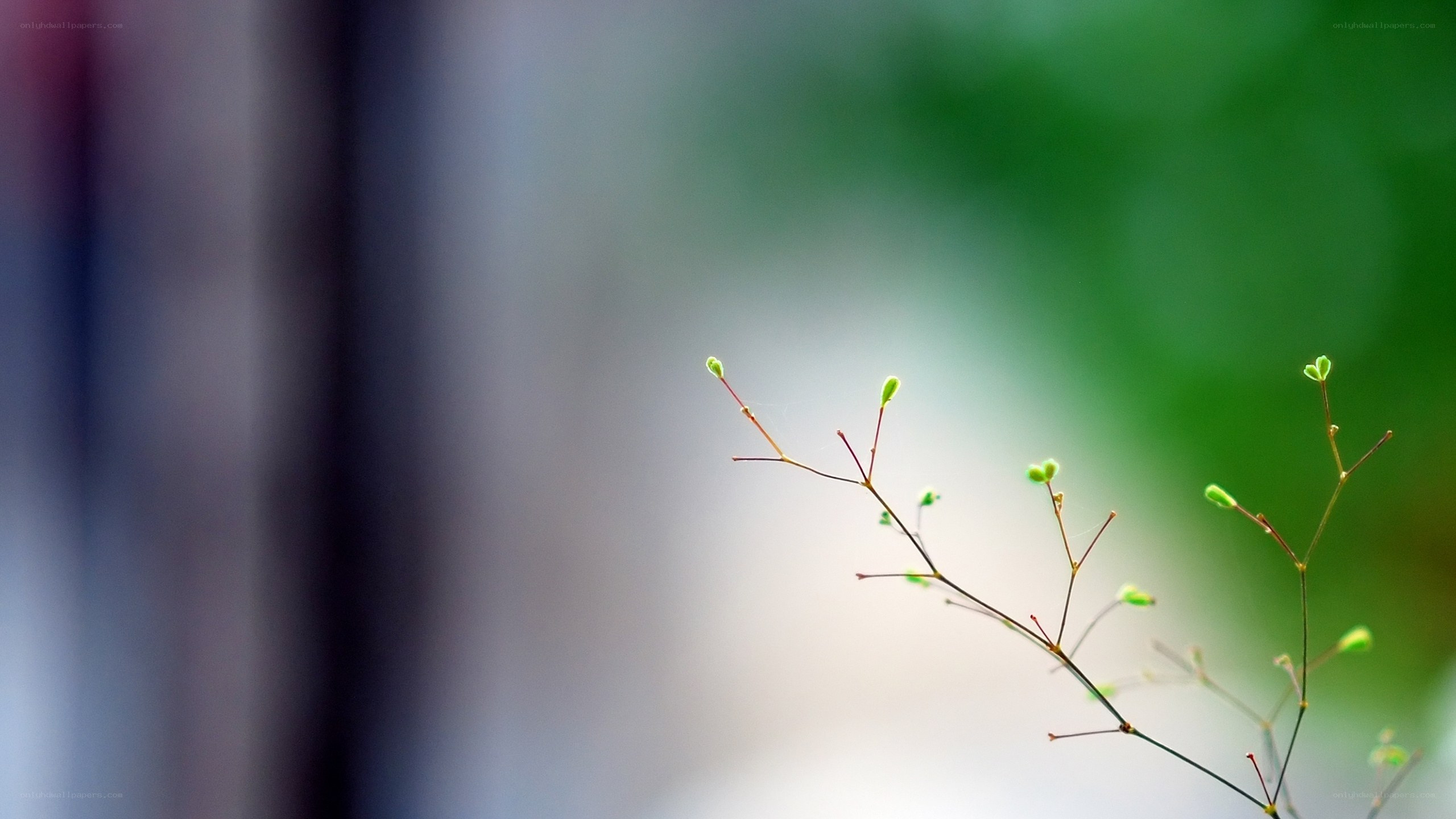 Delicate green sprouts in focus