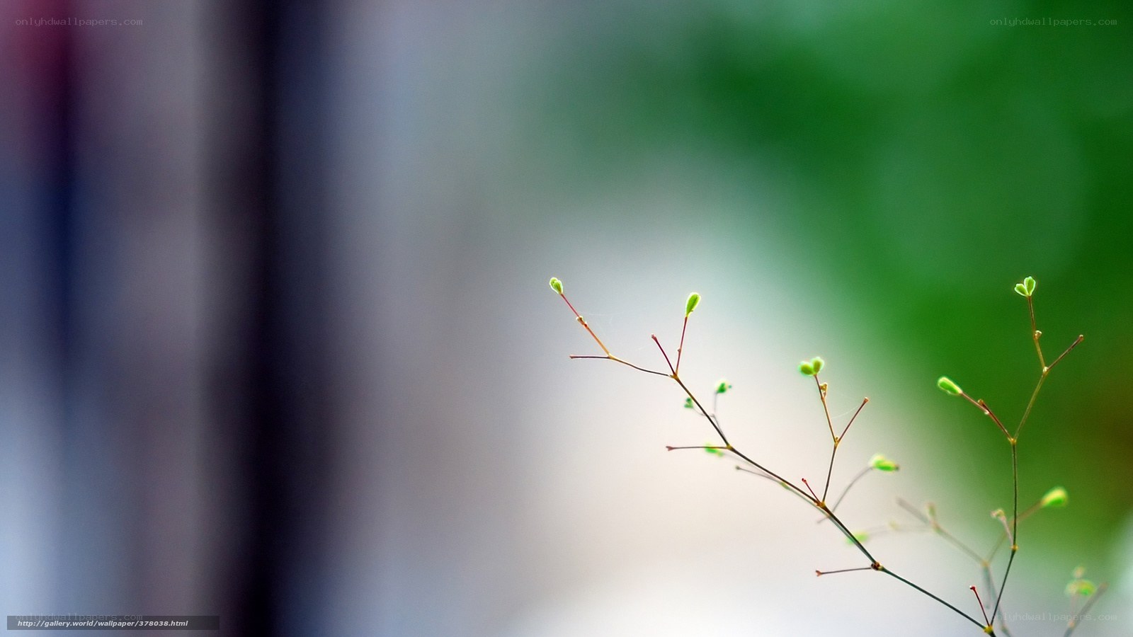 Delicate green sprouts in soft focus