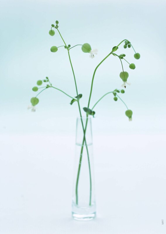 Delicate green stems in a vase
