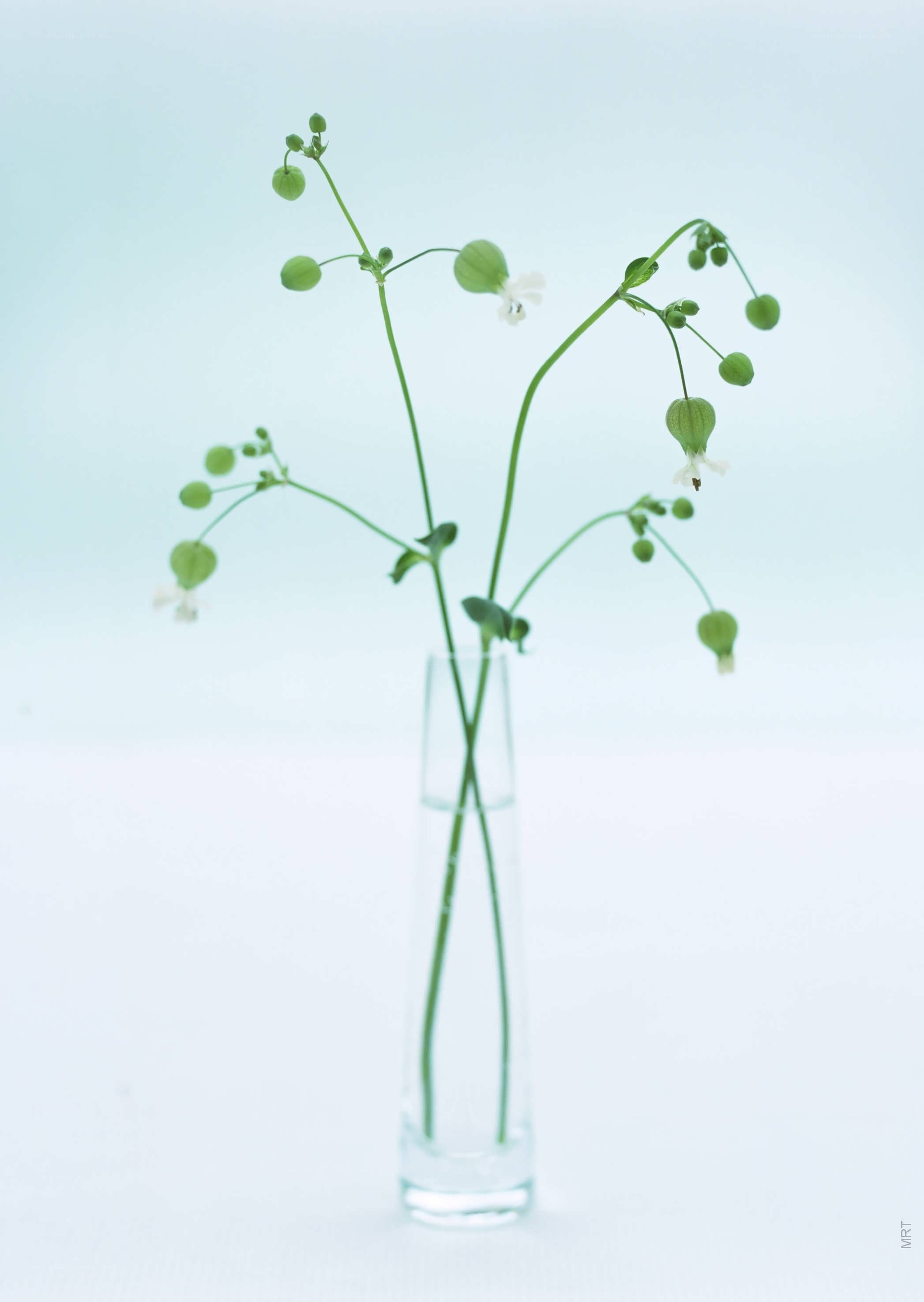 Delicate green stems in a vase