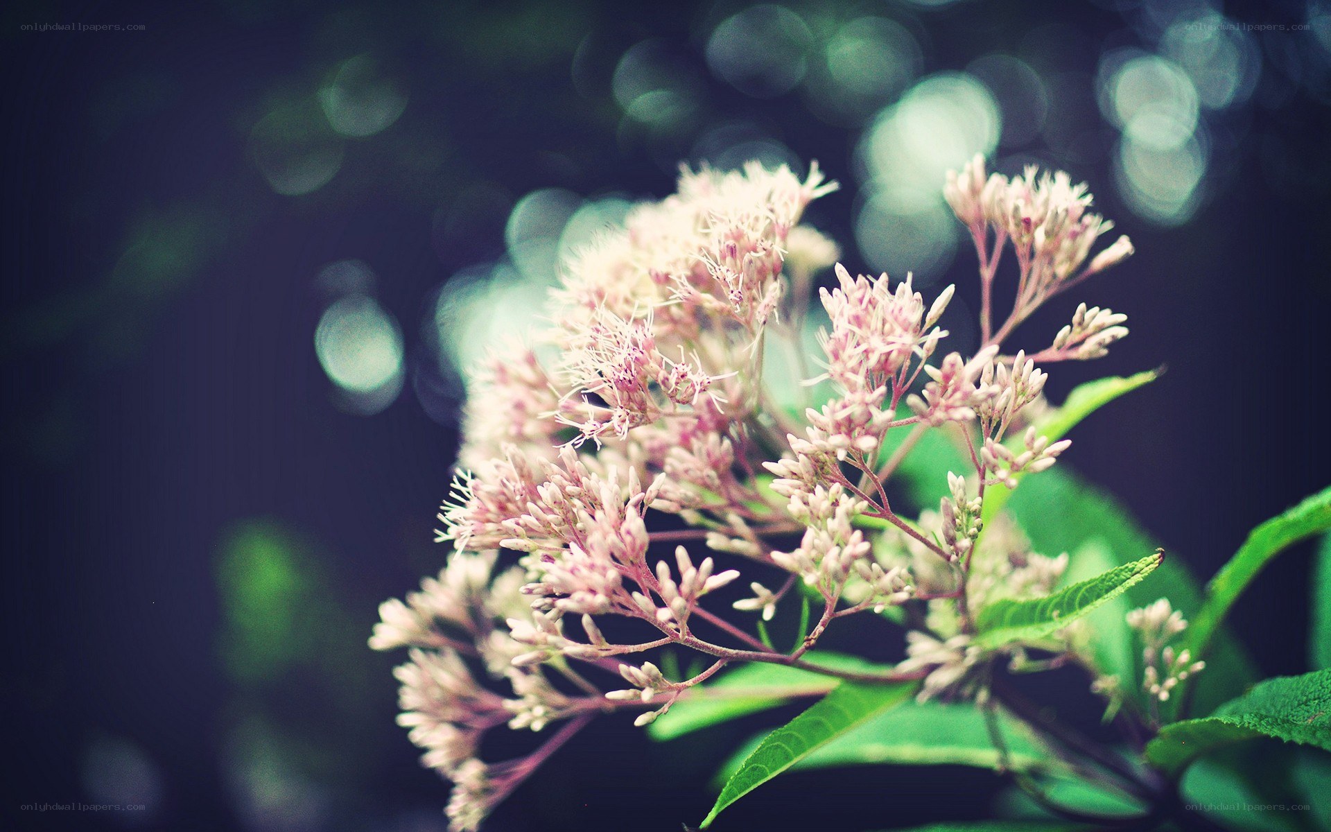 delicate pink flower cluster