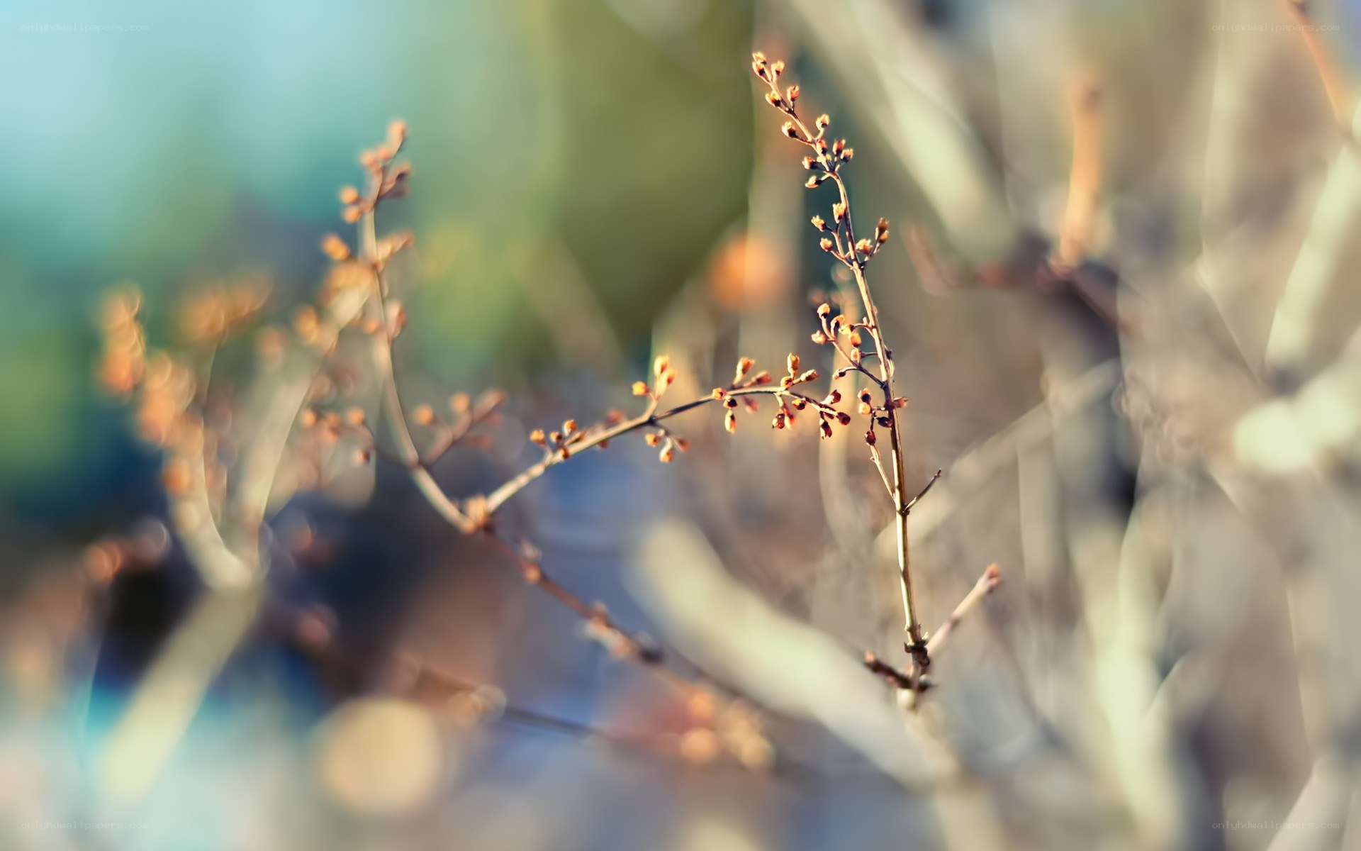 Delicate plant buds in sunlight