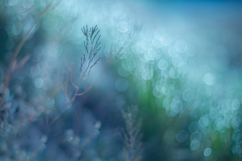 Delicate Plant in Focus
