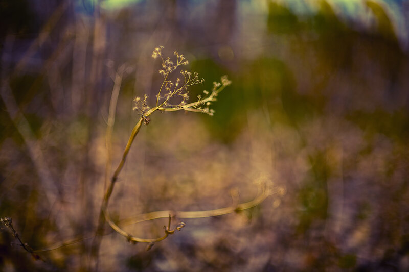 Delicate plant in soft light