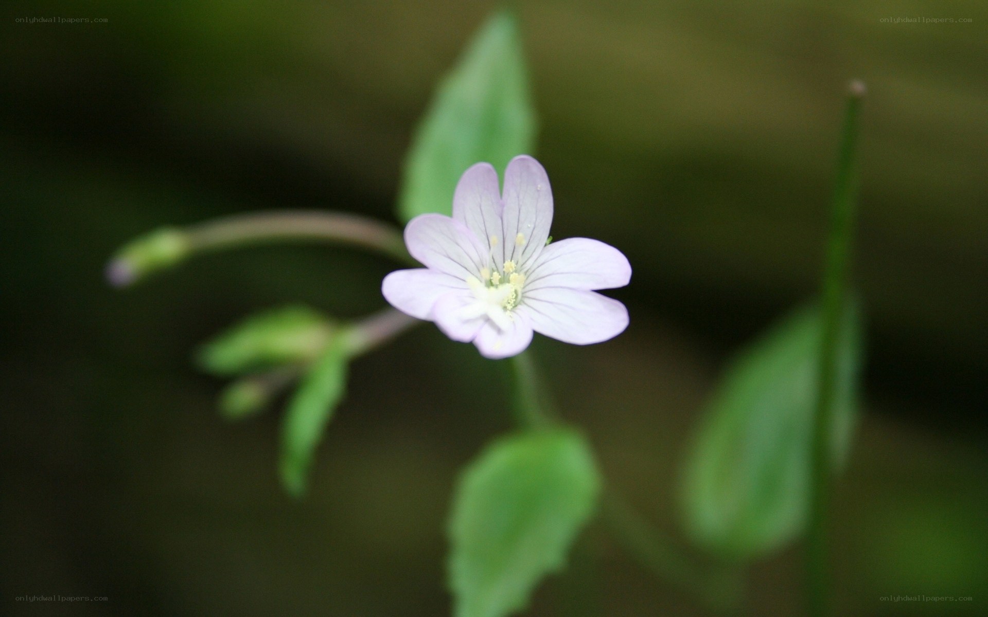 delicate purple flower in nature