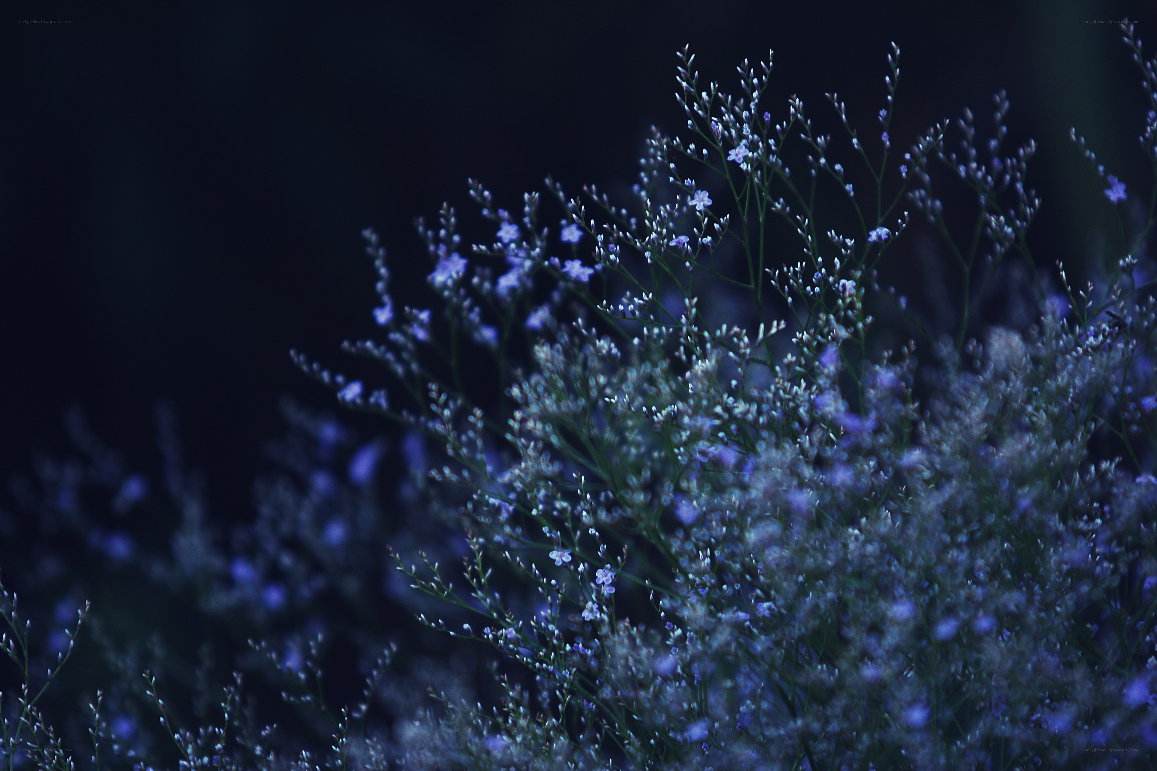 Delicate purple flowers at night