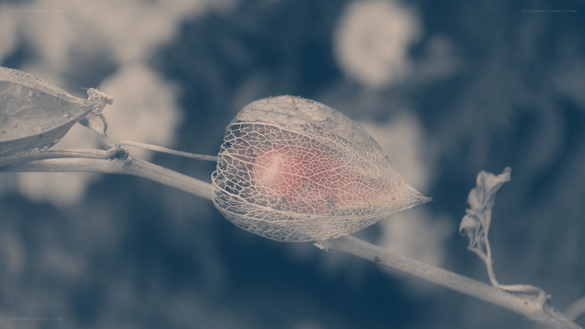 Delicate seed pod on a branch