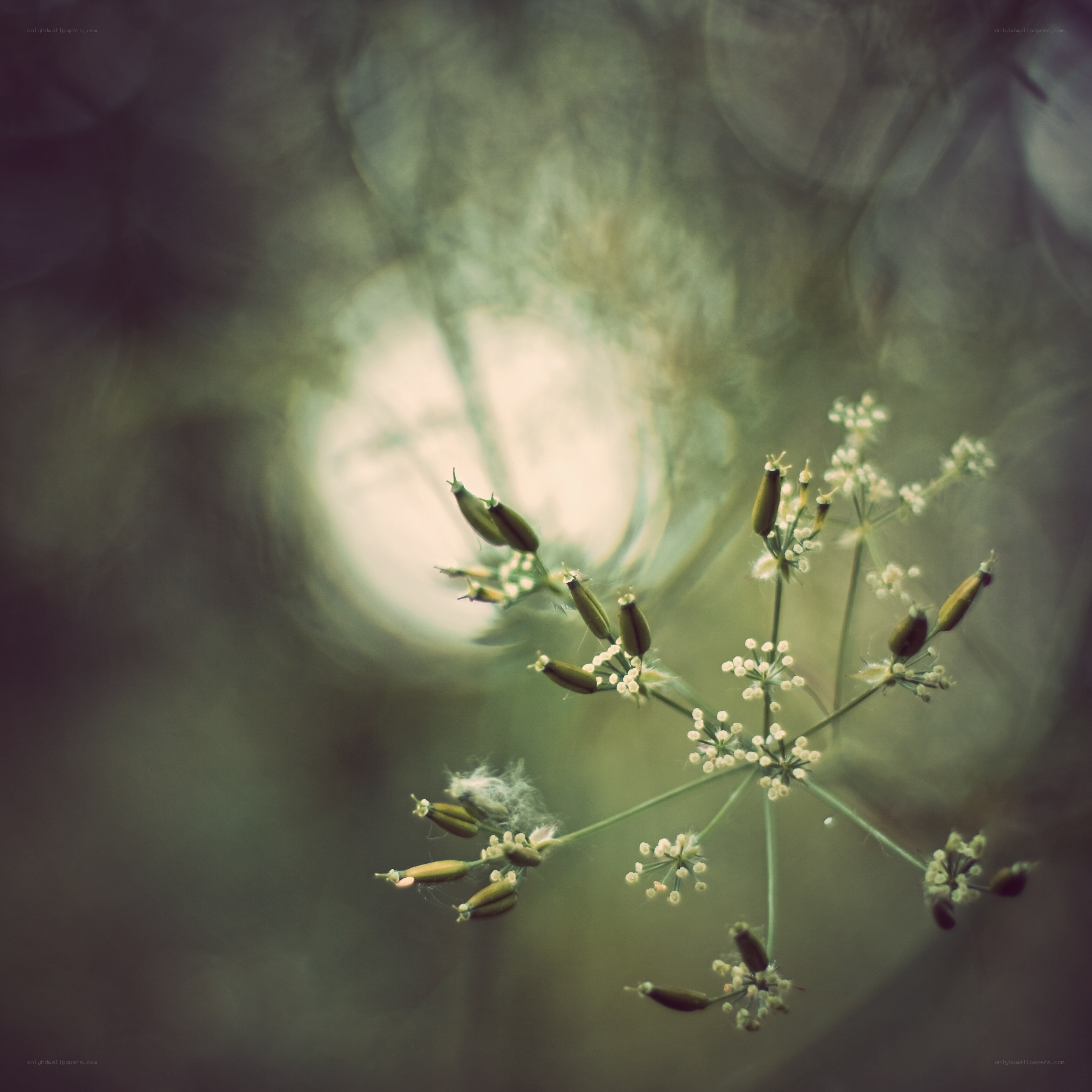 delicate seed pods in soft light
