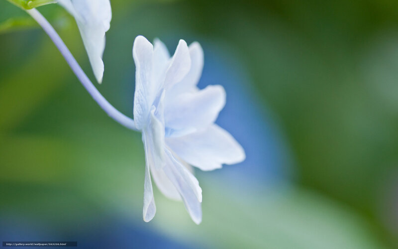 Delicate white flower in focus