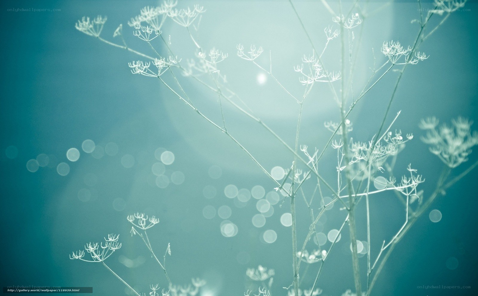 Delicate white flowers in blue light