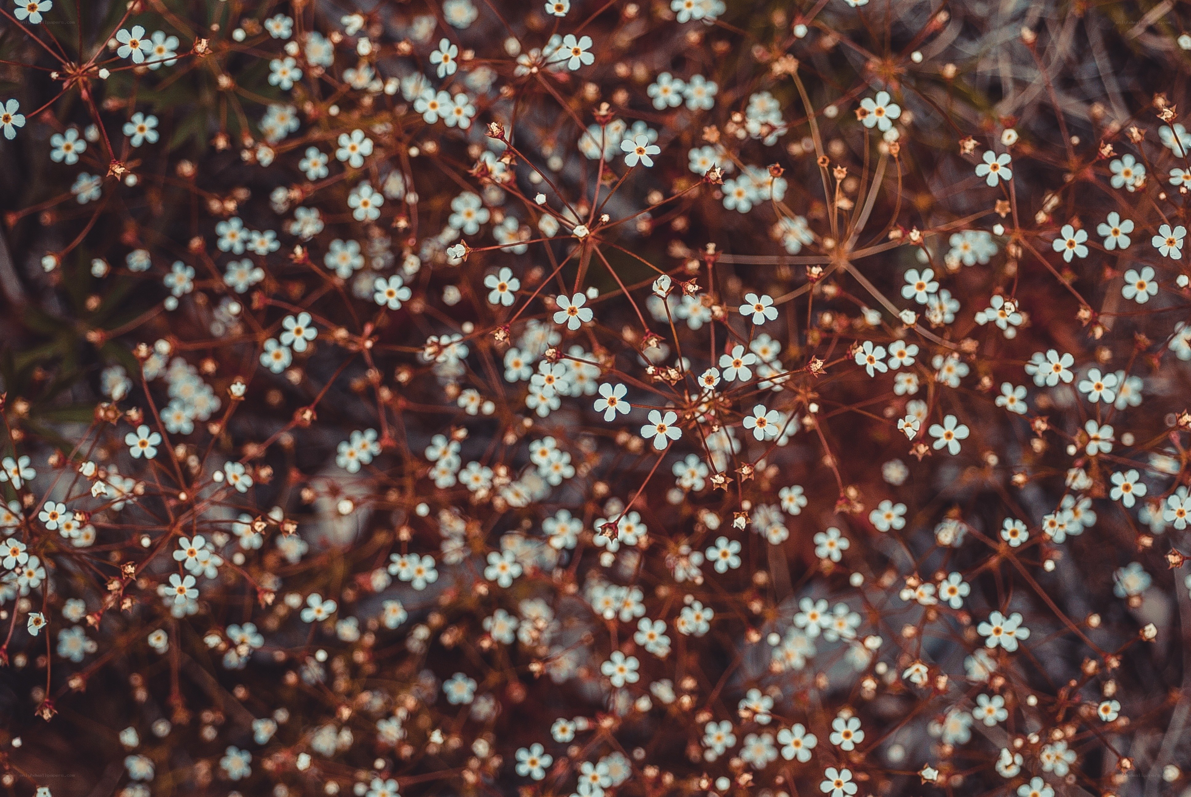 Delicate white flowers in nature
