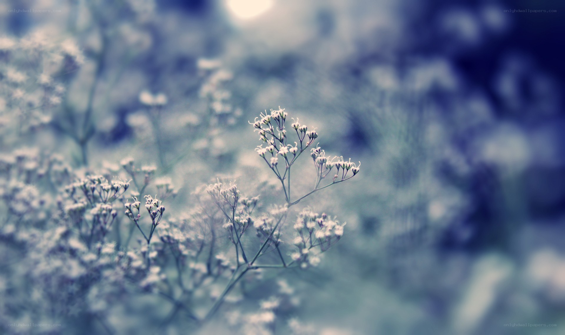 delicate white flowers in soft focus