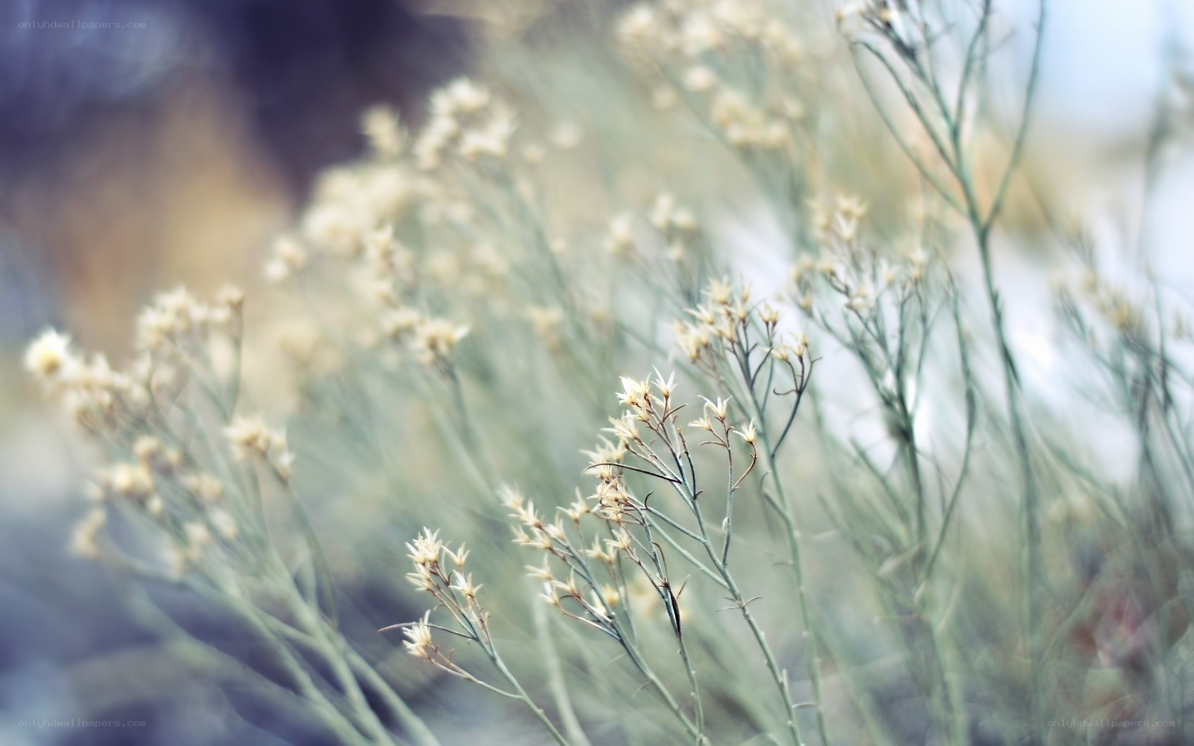Delicate white flowers in soft focus