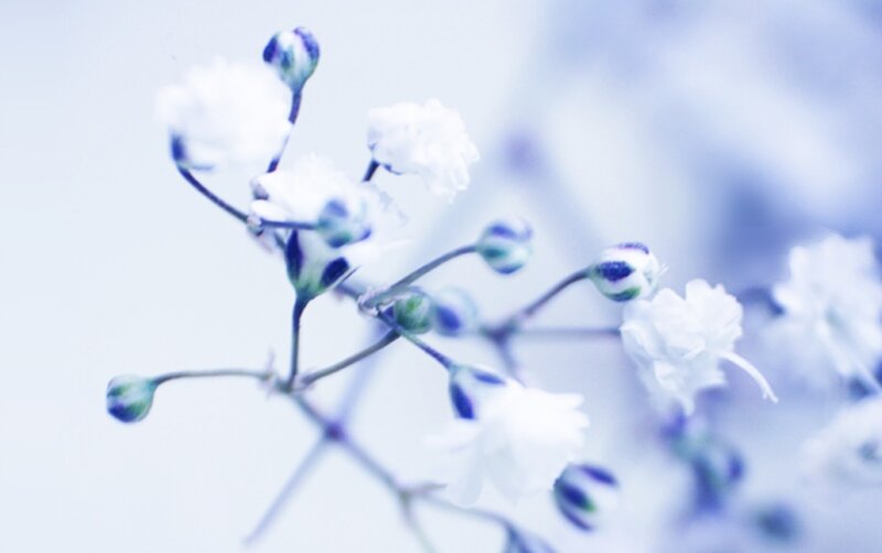 delicate white flowers in soft focus