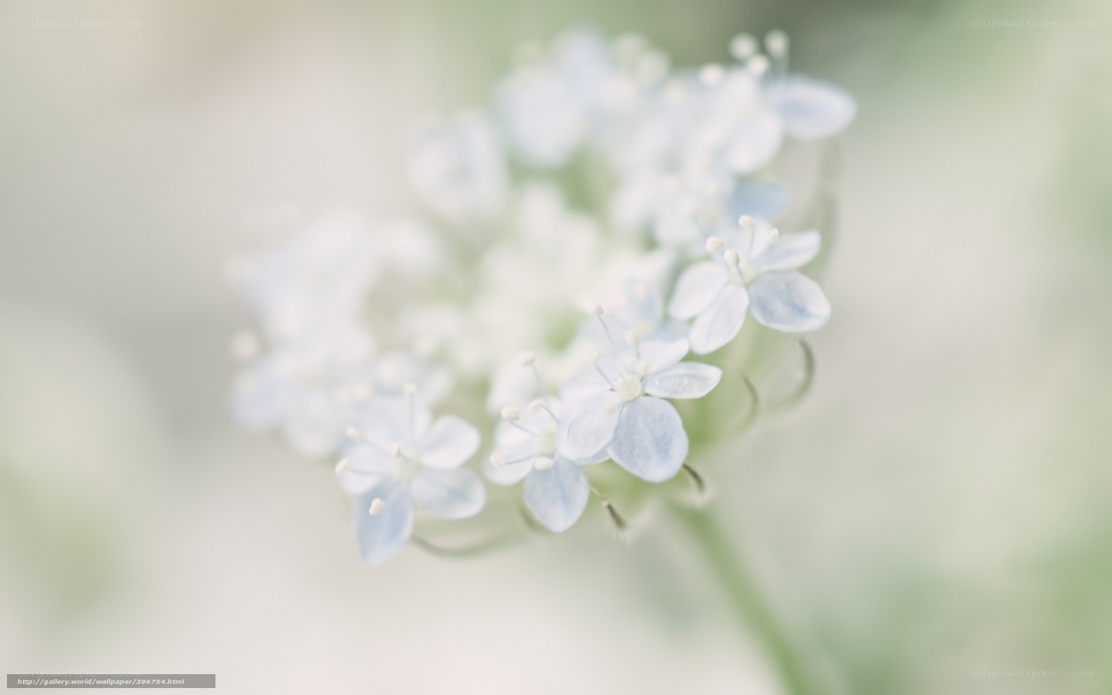 delicate white flowers in soft focus