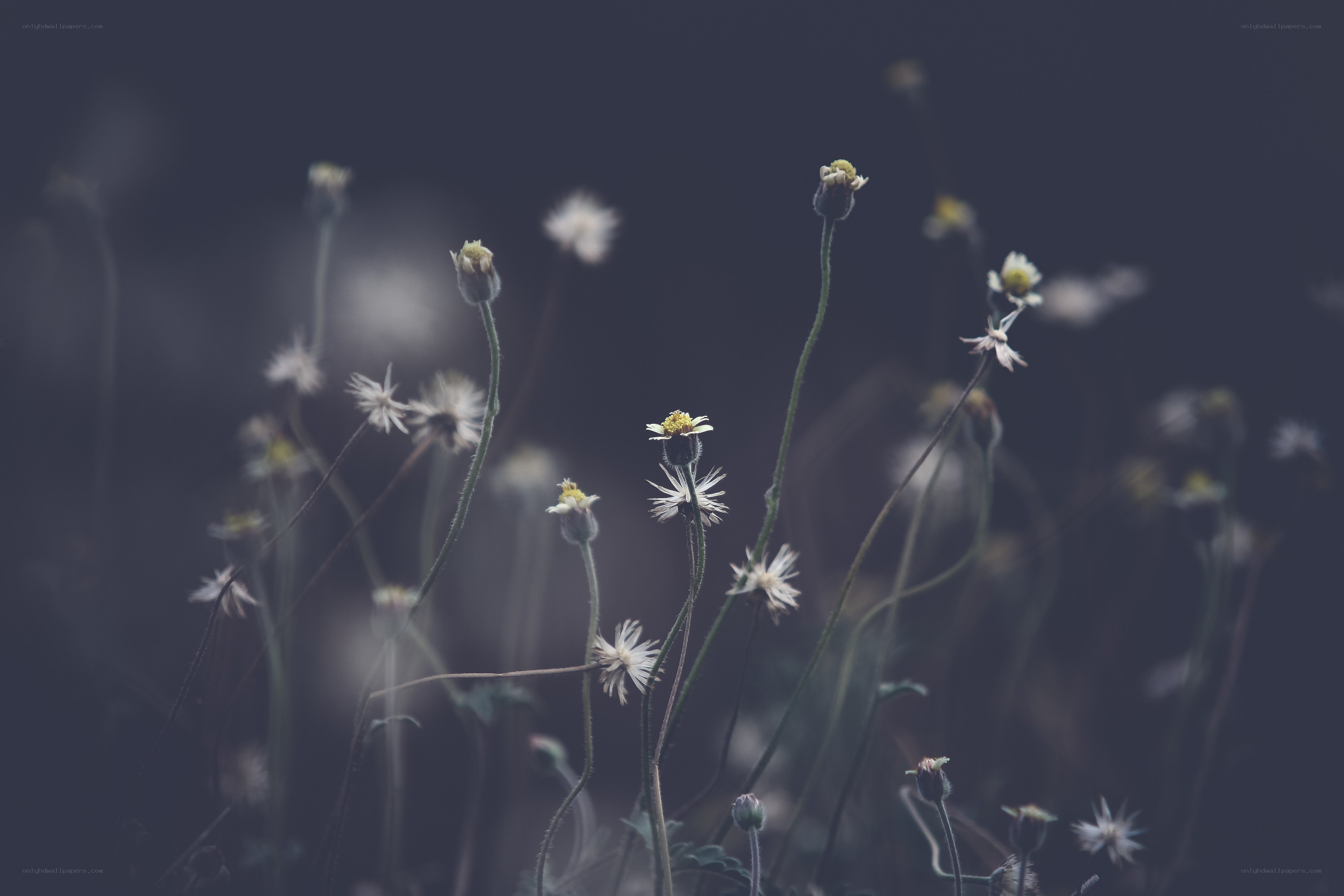 Delicate white flowers in soft light