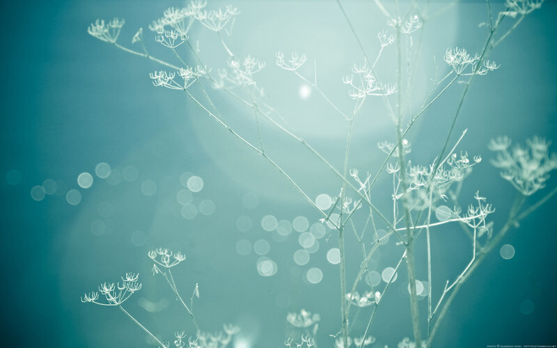 Delicate white flowers in soft light