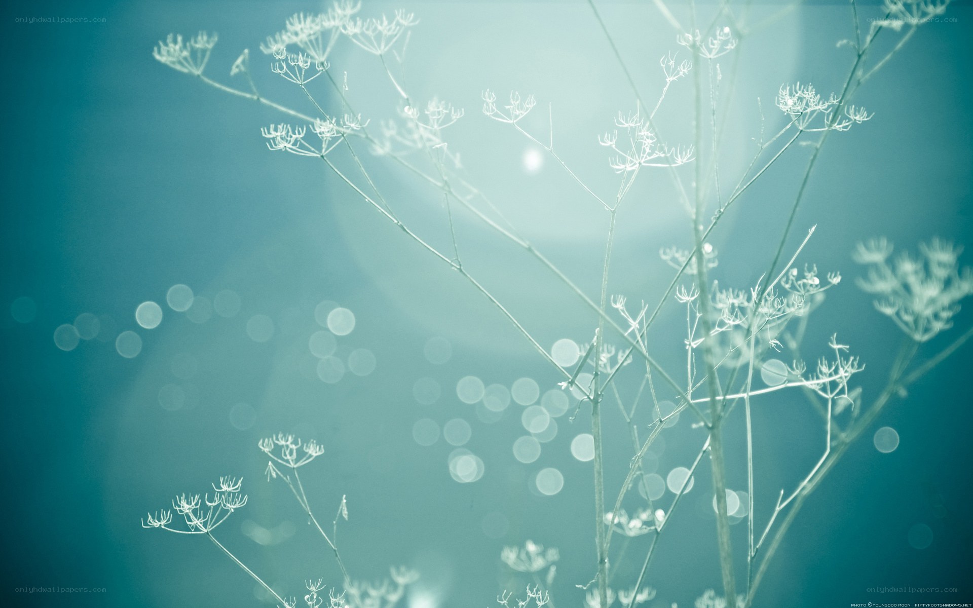 Delicate white flowers in soft light