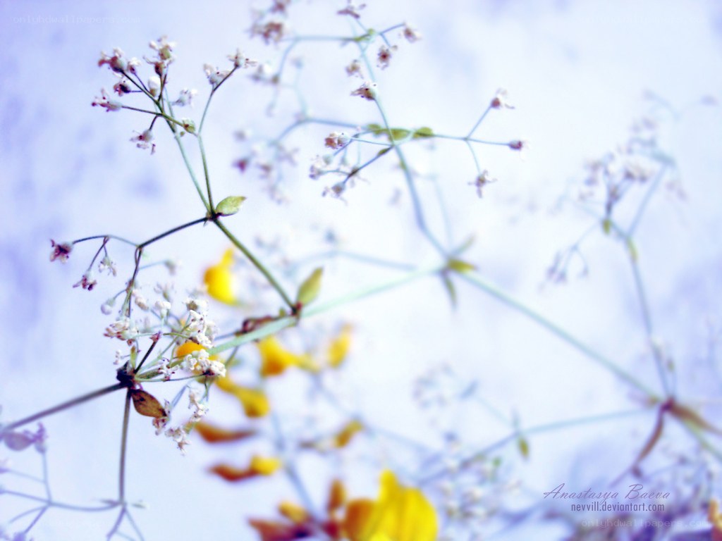 Delicate white flowers in soft light