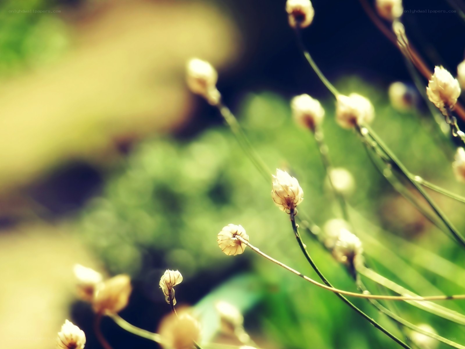 Delicate white flowers in sunlight